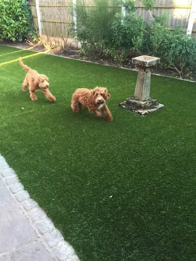 Two cockapoo dogs running across a new artificial lawn past a stone sundial